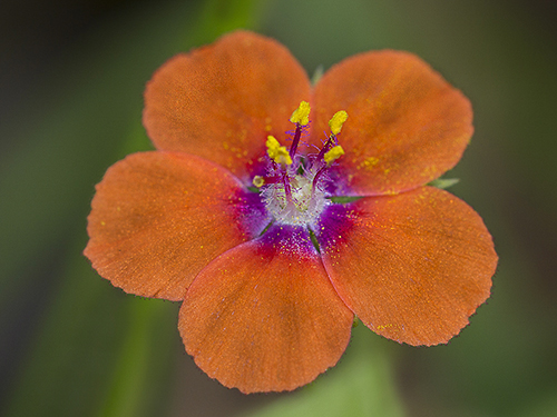 WildflowerPhotography by John Organ